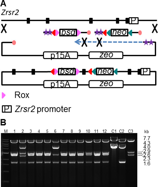 Figure 5