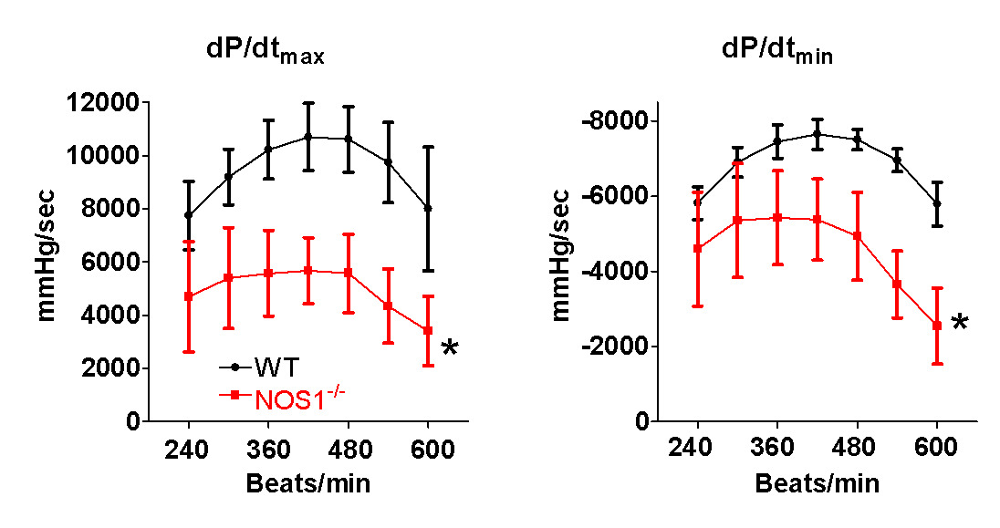 Cardiac Catheterization in Mice to Measure the Pressure Volume ...