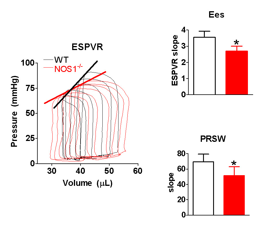 Cardiac Catheterization in Mice to Measure the Pressure Volume ...