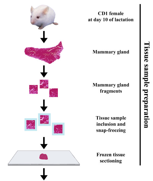 Figure 3a