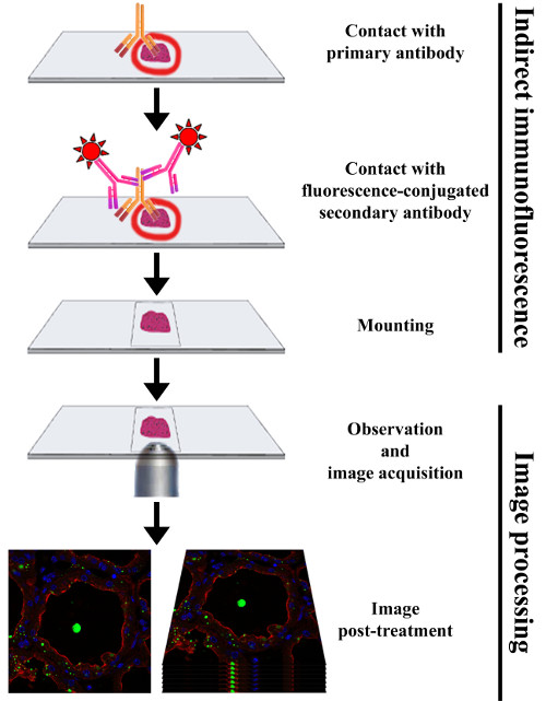 Figure 3b