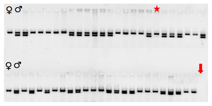 Figure 7