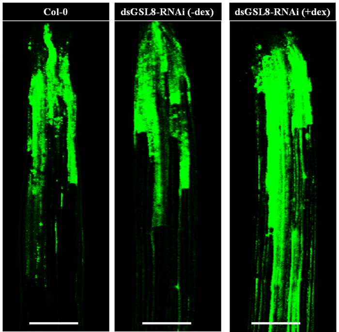 Figure 6