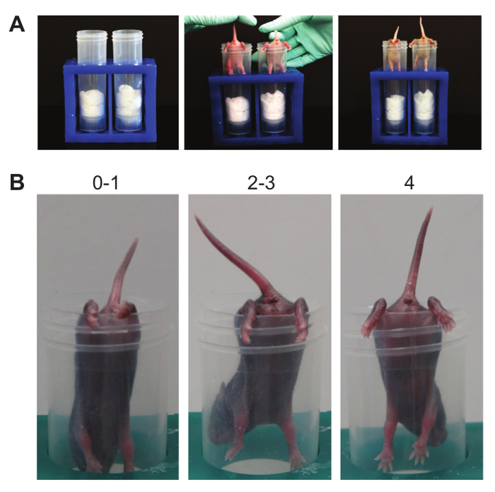 Figure 6