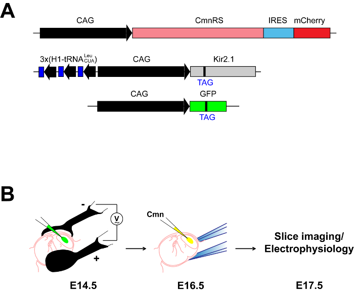 Figure 5