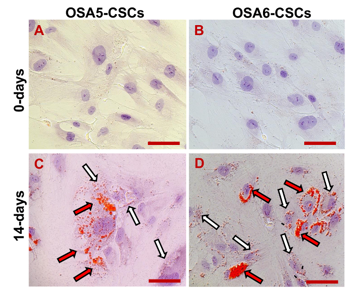 Figure 20