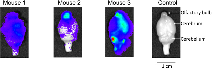 Figure 5