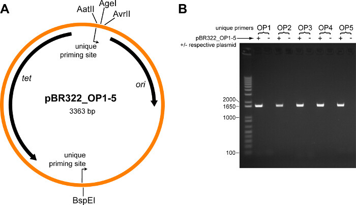 Figure 2