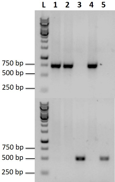 Figure 5