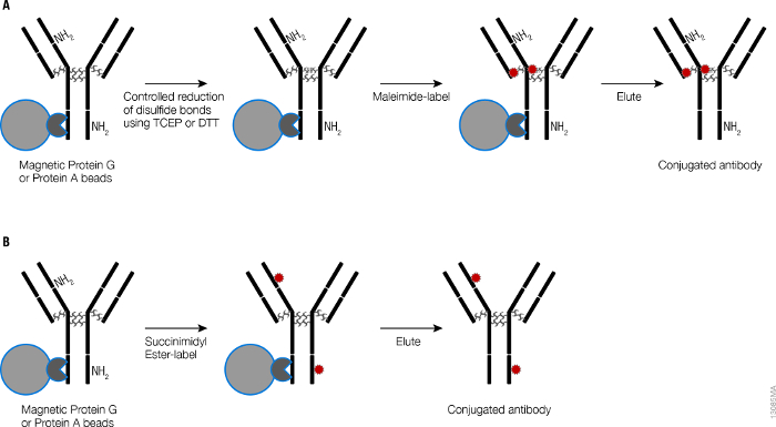 Antibody Labeling with Fluorescent Dyes Using Magnetic Protein A and ...