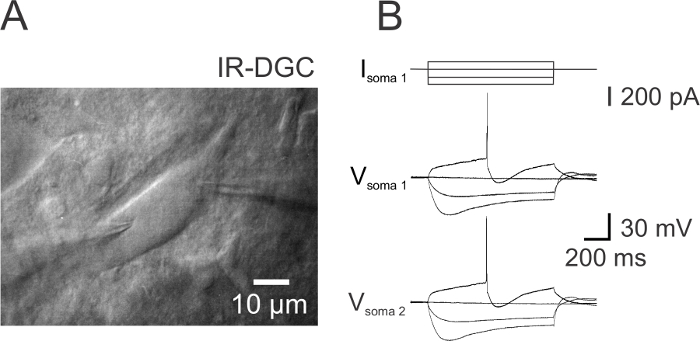 Figure 2