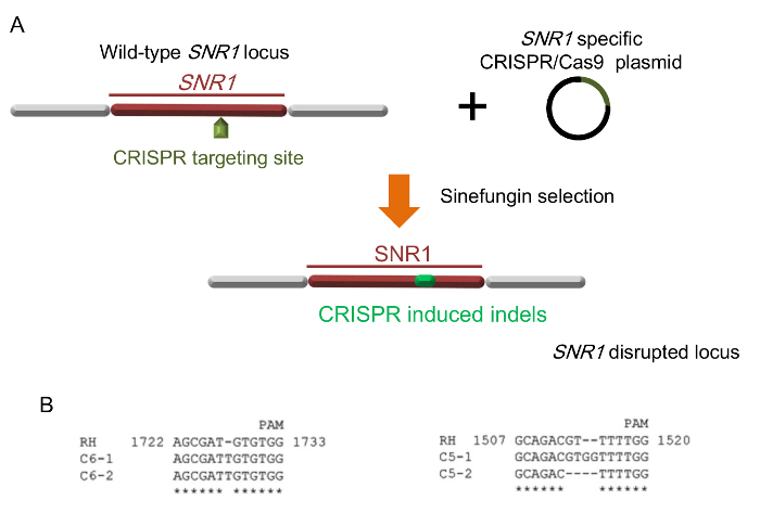 Figure 4