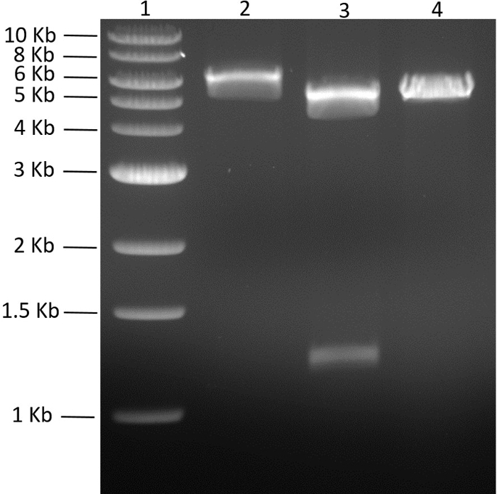 Figure 4