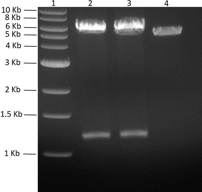 Figure 5