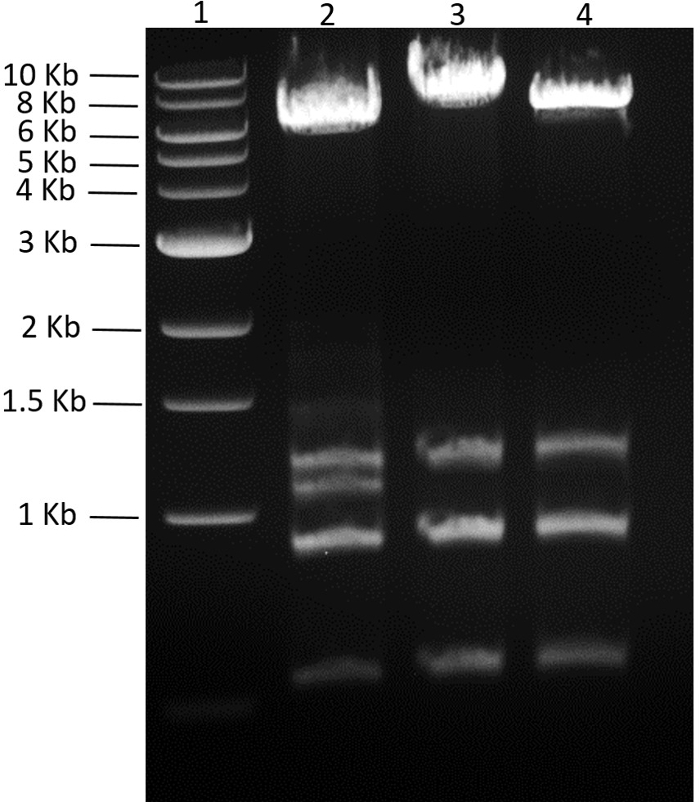 Figure 6