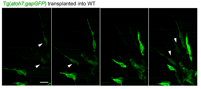 Figure 4