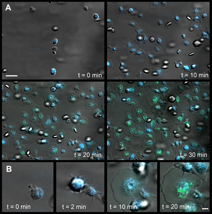 Figure 4