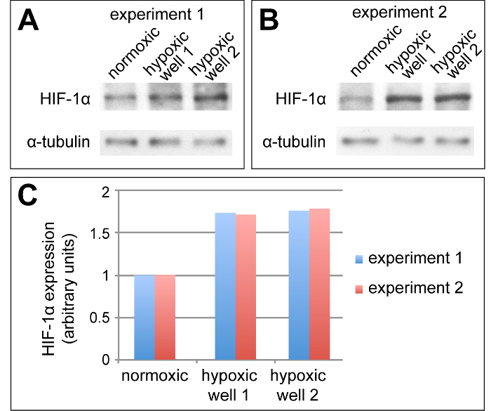 Supplemental Figure 1