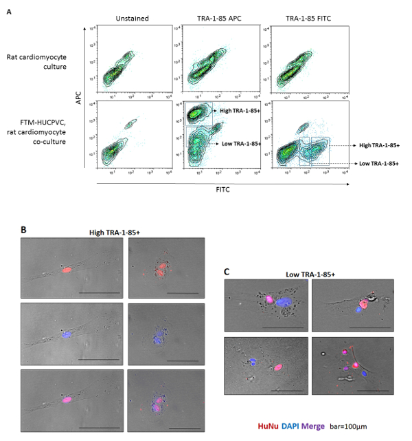 Supplementary Figure 1