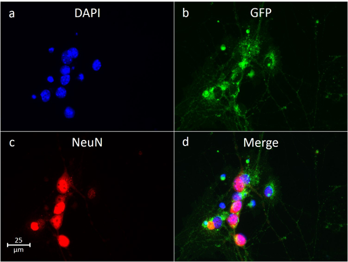 Figure 6