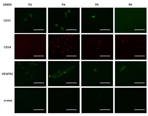 Supplemental Figure 3