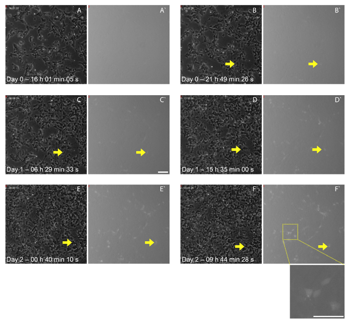 Figure 6