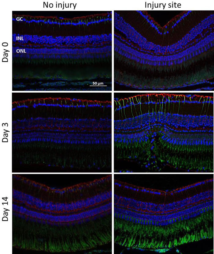 Figure 5