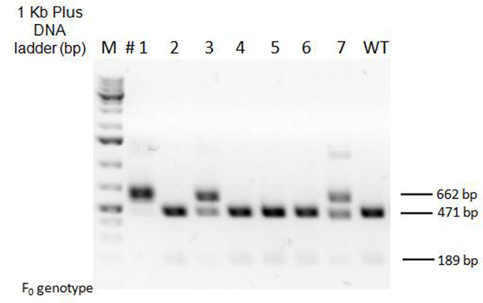 Figure 5