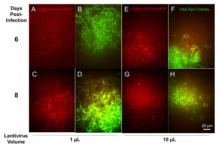 Figure 10