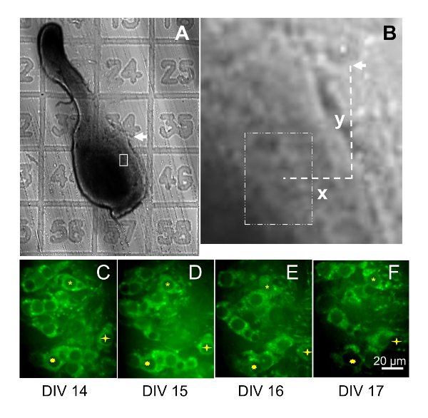 Figure 6