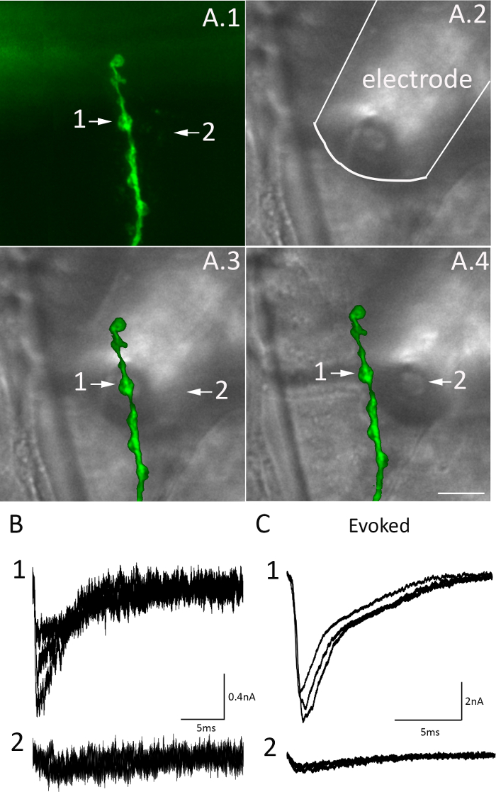 Figure 5