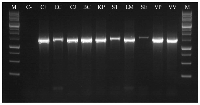 Figure 17