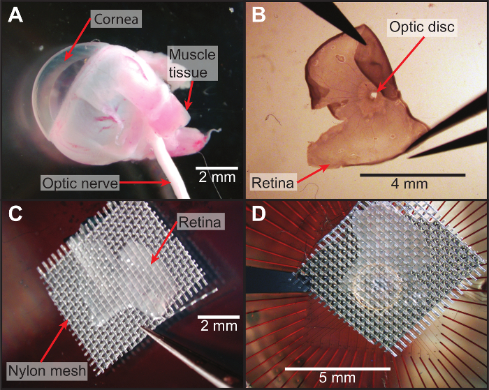 Figure 4