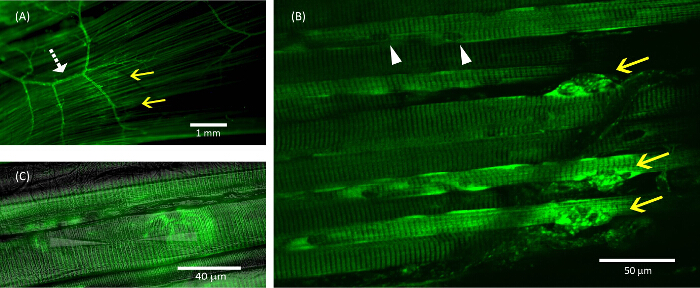 Figure 7