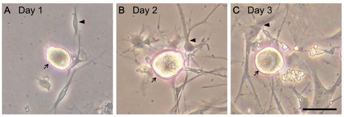 Figure 3