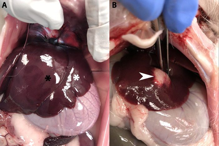 Figure 15