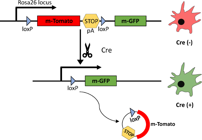 Supplementary Figure 1