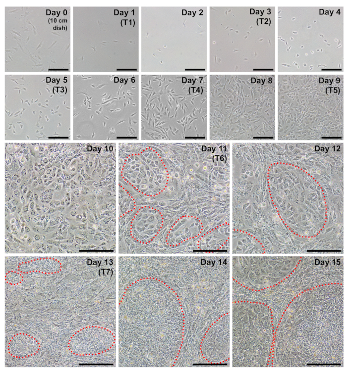 Figure 2