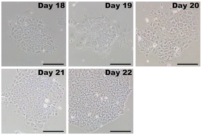 Figure 5