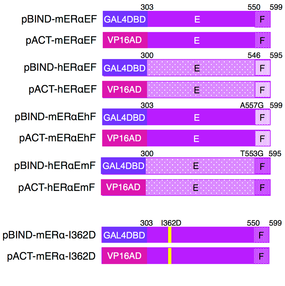 Detecting the Ligand-binding Domain Dimerization Activity of Estrogen ...