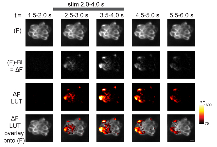 Figure 5