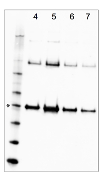 Supplemental Figure 1