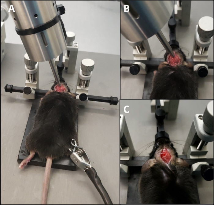 Figure 2