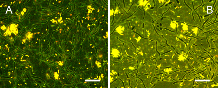 Supplemental Figure 3