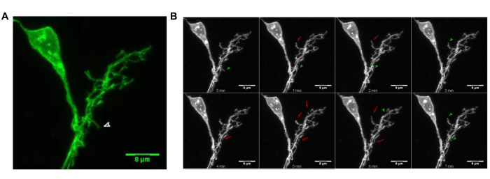 Figure 2