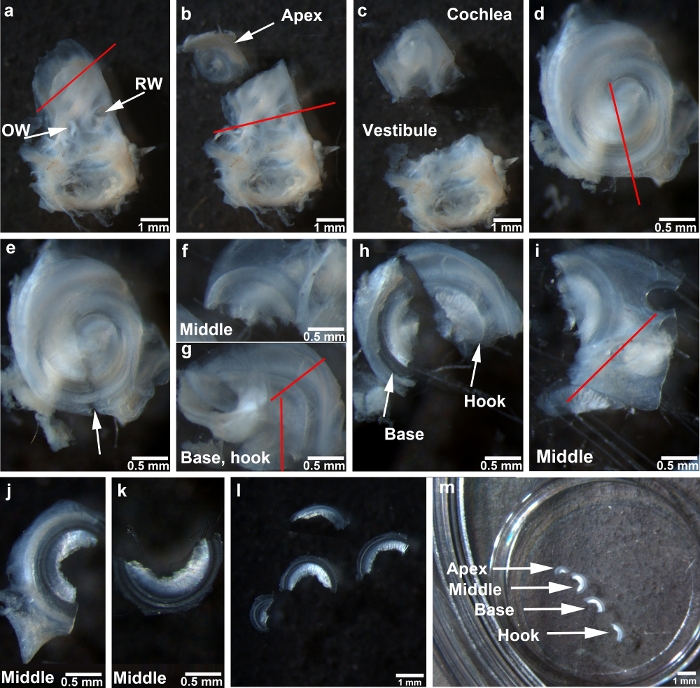 Cochlear Surface Preparation in the Adult Mouse - JoVE