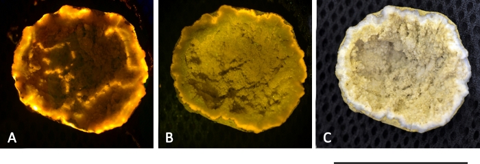 Figure 13