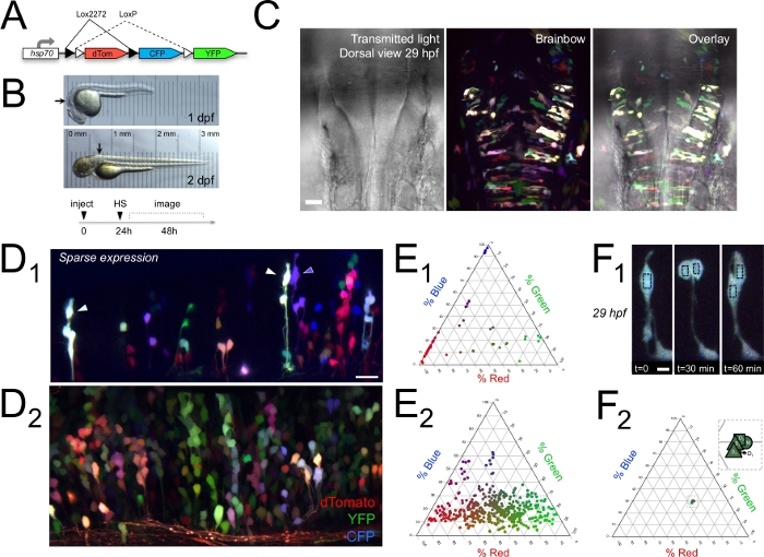 Visualizing the Developing Brain in Living Zebrafish using Brainbow and ...