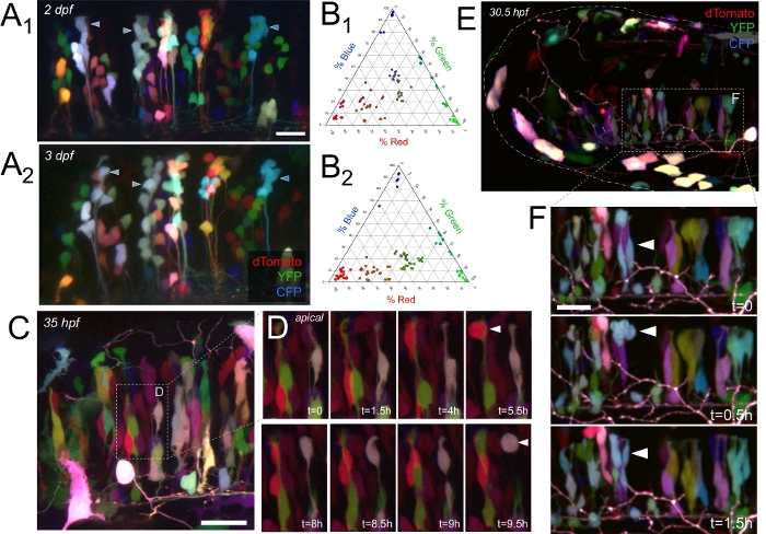 Visualizing the Developing Brain in Living Zebrafish using Brainbow and ...