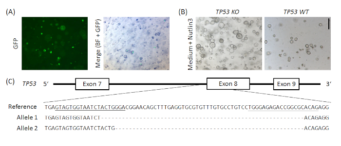 Supplementary Figure 1